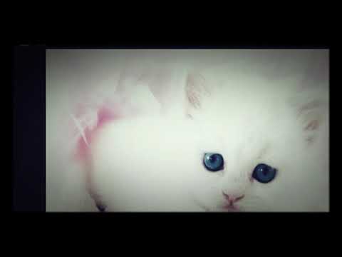 MASUM HAYVANLAR 🐾🐾🐾