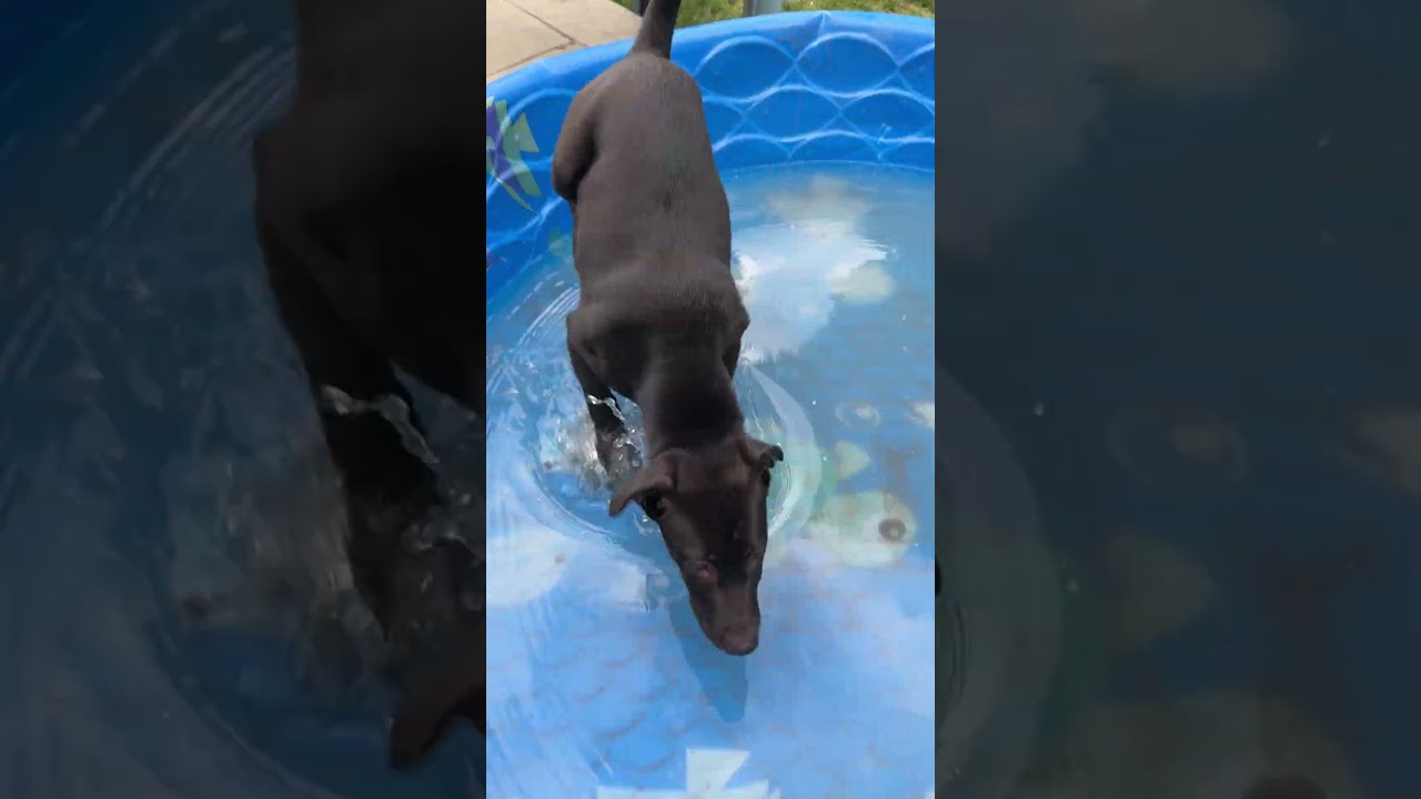 Enlarge Doug, a ADOPTABLE mixed breed in Fort Collins, CO video 6/6