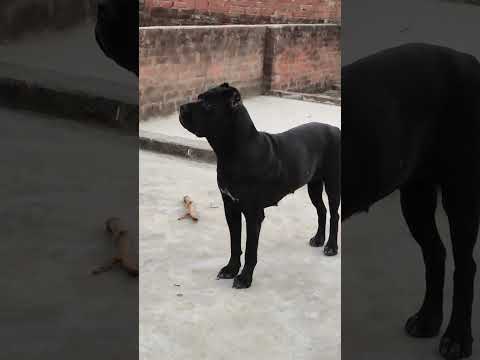 #dogs #viralshort #shorts #loverdog ✨💥