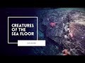 Exploring Life On The Deep Sea Floor