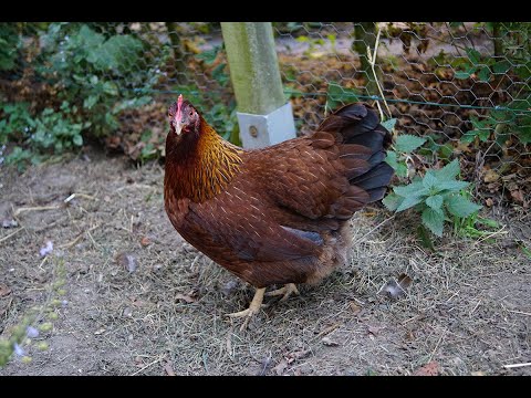 16. Gelangweilte Hühner beschäftigen.