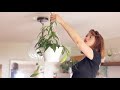 How to Install Swag Hooks to Hang Plants from the Ceiling (without a Stud Finder)