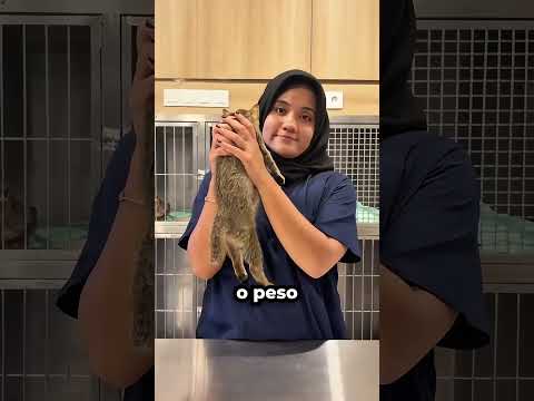 Como Segurar Corretamente Um Gato Nos Braços! 🐱