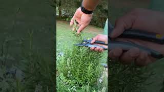 Download lagu Harvesting rosemary. #herbs #homegarden mp3 Download lagu Harvesting rosemary. #herbs #homegarden mp3