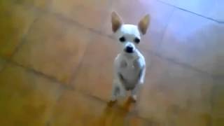 Dog Dancing - Funny Animal Video