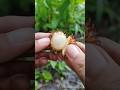Rambutan Bolep Shorts Fruit