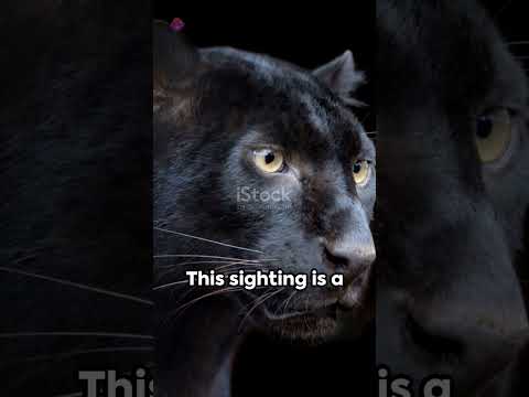 Black Beauty: Rare Melanistic Tiger Spotted in India#tiger#melanistic#wildlife