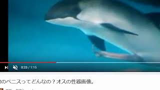 敵を倒さずにスーパードンキーコング2実況 #12