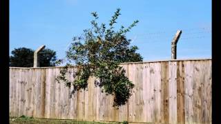 Kaoru Abe - Guitar Improvisation