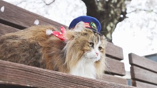 #65 充実した1日だにゃ!「ふにゃ~り日和」