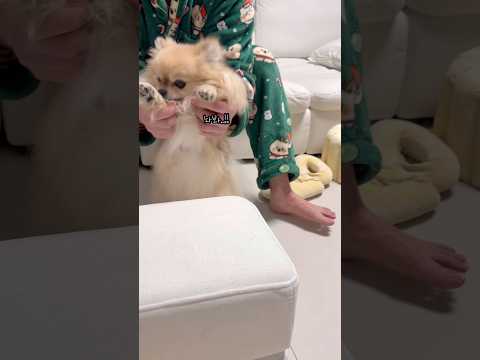 간식 날리기 챌린지 갱이씨 반응