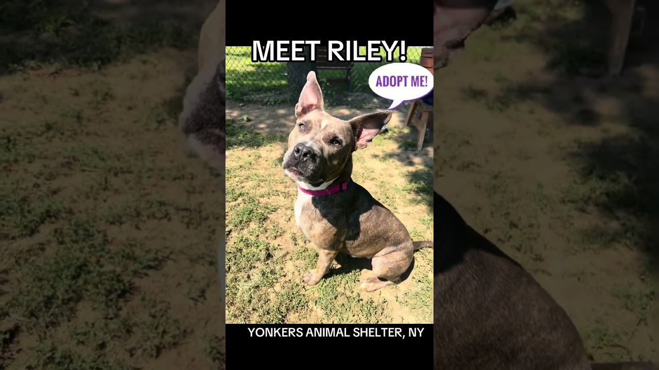 Enlarge Riley, a Adoptable mixed breed in Yonkers, NY video 2/6