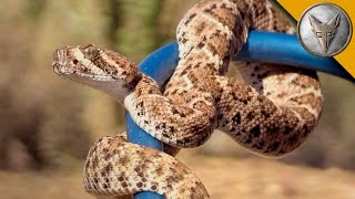 Baby Rattlesnake is Small but Deadly!