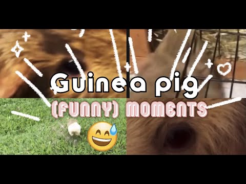 Guinea pig olympics- funny😂😂😂