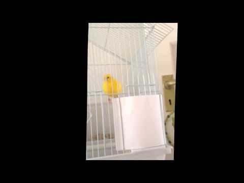 When canary just start to sing for the first time.