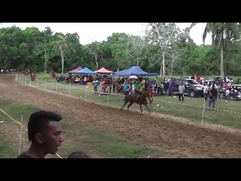 Akhir Kuda PADI A - 06 Feb 2016@Trek Lacor