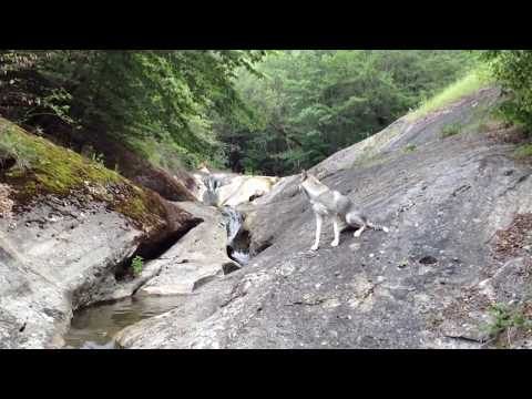 La Gavani, Poiana Aiudului