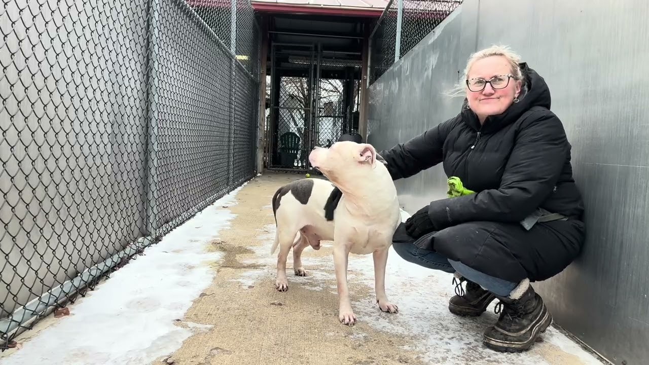 Enlarge Otis, a ADOPTABLE Pit Bull Terrier in Chicago, IL video 5/5