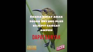 Download lagu suara pikat anak sogon plus kejepit sangat ampuh mp3 Download lagu suara pikat anak sogon plus kejepit sangat ampuh mp3