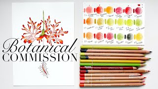 Botanical Commission | Coloured Pencil Process