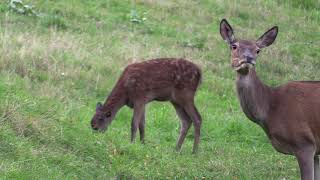 Qui craint le le grand méchant Renard