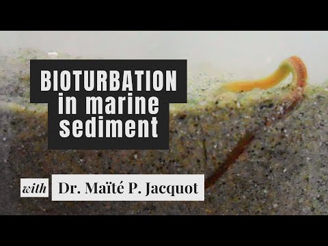 Bioturbation marine : comment les vers marins impactent le sediment