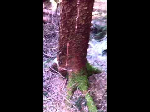 Holzernte (Teil 3) HD