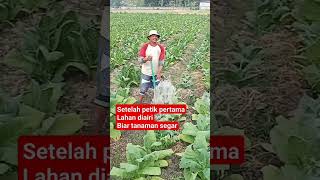 Download lagu Pengairan tembakau#Rian Sobat Tani mp3 Download lagu Pengairan tembakau#Rian Sobat Tani mp3