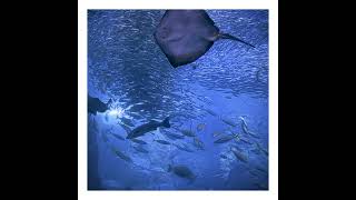 【Teaser】Aquarium / 初音ミク #ボカロ曲 #新曲 #初音ミク #teaser