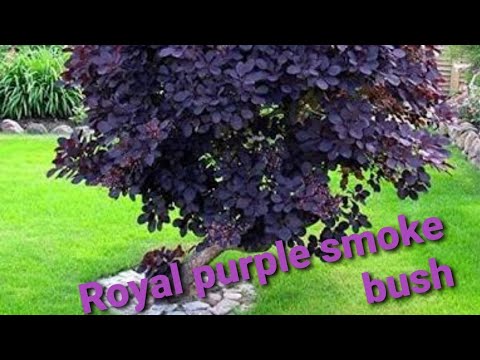 image-What plant has bronze leaves?