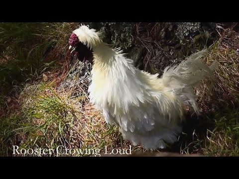 Silkie rooster crowing loud in the early morning  !