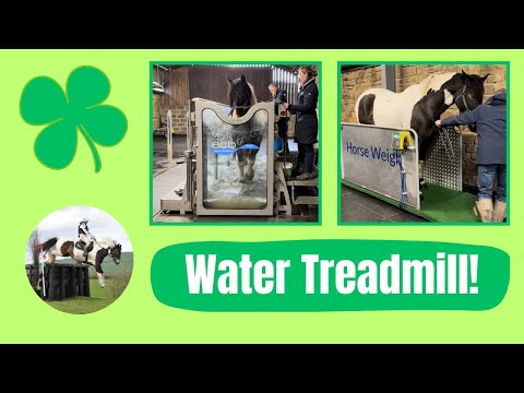 , title : 'Arthur had his 1st water treadmill experience! | How much does he weigh? 😱 #equestrianvlog #horse'