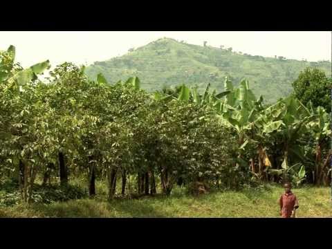 IITA CLIMATE CHANGE AFFECTING COFFEE IN UGANDA - Part Two