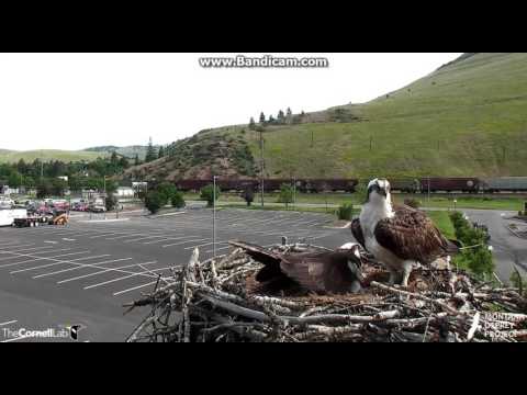 Sadness on the Nest - Hellgate, Missoula, MT Osprey nest - June 6, 2017