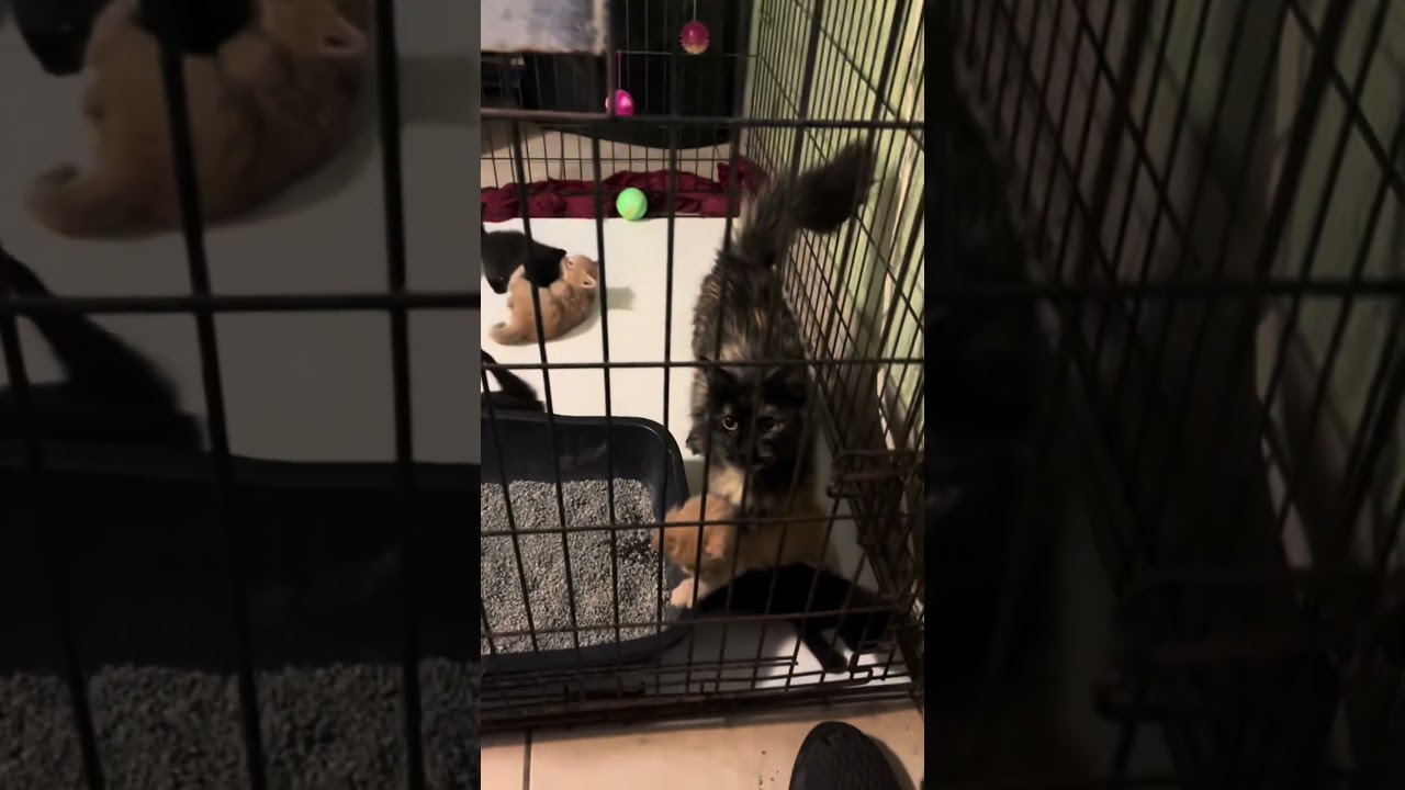 Enlarge Caroline torti kitty, a Adoptable mixed breed in Metairie, LA video 3/6