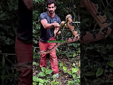 If This Snake Bites You, Say Goodbye