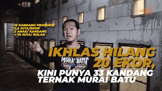 Download lagu Successful Murai Batu Breeding with the Candy Wrapper Theory mp3