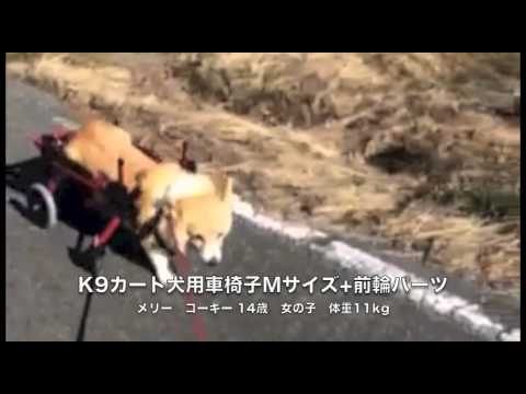 メリー