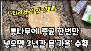 느타리버섯 통나무에 키워서 3년간 실컷 먹는방법~#느타리버섯단목재배 #느타리버섯키우기 #느타리버섯종균넣는방법…