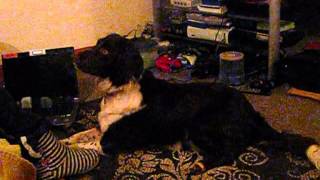 Woohoo, counter-conditioning Kasper to scary noise