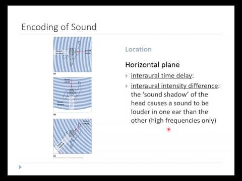 OSSM Neuro Chapter 11 - Encoding of Sound