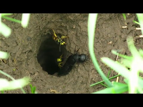 Próchniaczek czarniawy wchodzi do ziemnego gniazda os🐝🦗// Osy dachowe w dziurze w ziemi// Gniazdo os