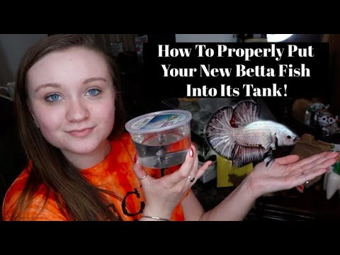 HOW TO PROPERLY PUT YOUR BETTA FISH INTO ITS NEW TANK/HOME!! | ItsAnnaLouise