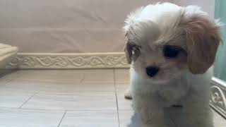 ハーフ犬の動画01