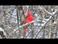 Northern Cardinal (I Will, Maura O'Connell)