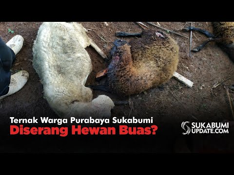 Video: Ternak Warga Purabaya Sukabumi Diserang Hewan Buas?
