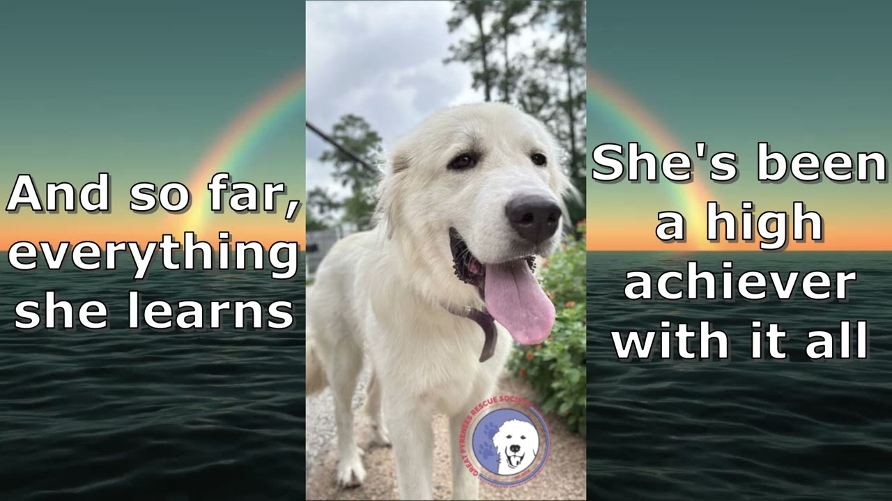 Enlarge Ladie, a Adoptable Great Pyrenees in Madison, WI video 6/6