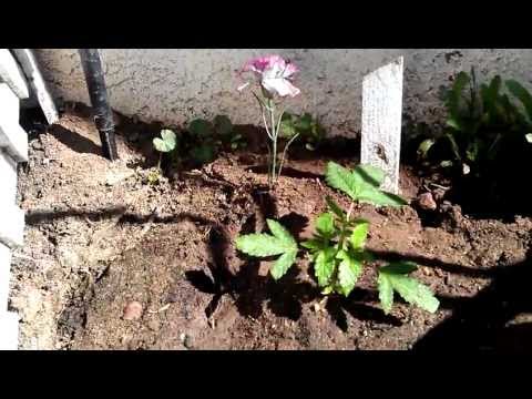 YouTube video about: Will bong water kill plants?