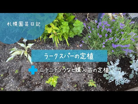 ラークスパー 植物