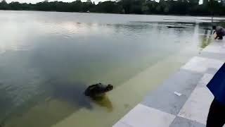 Download lagu Kumir | Crocodile | Khan Jahan Ali Mazar, Bagerhat mp3 Download lagu Kumir | Crocodile | Khan Jahan Ali Mazar, Bagerhat mp3